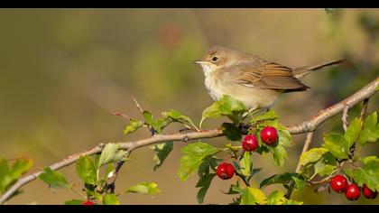 Common Whitethroat