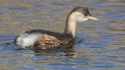 Little Grebe