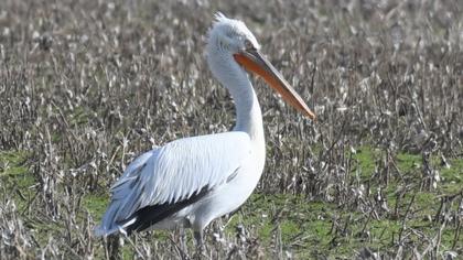Dalmatian Pelican