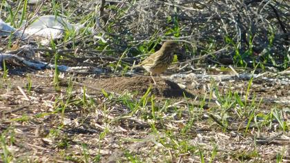 Meadow Pipit