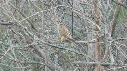Common Kestrel