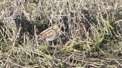 Common Snipe