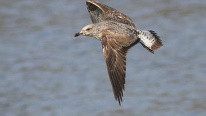 Yellow-legged Gull