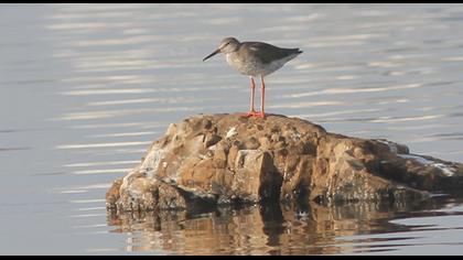 Common Redshank