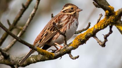 Rustic Bunting