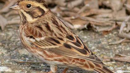 Rustic Bunting
