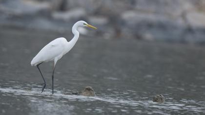 Great Egret