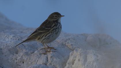 Meadow Pipit