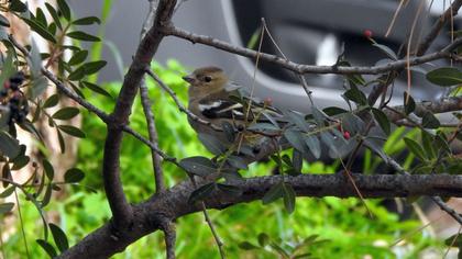 Common Chaffinch