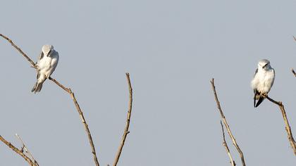 Black-winged Kite