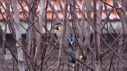 Eurasian Jay