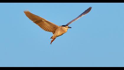 Black-crowned Night Heron