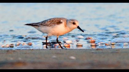 Sanderling