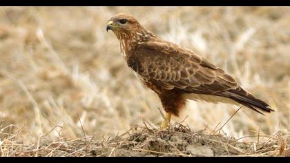 Common Buzzard