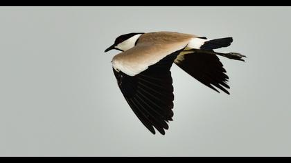 Spur-winged Lapwing