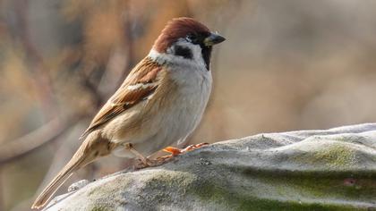 Eurasian Tree Sparrow