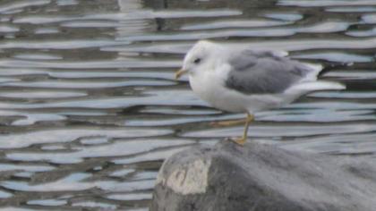 Küçük gümüş martı