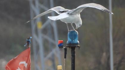 Caspian Gull