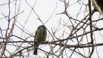 Eurasian Blue Tit