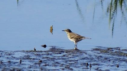 Water Pipit