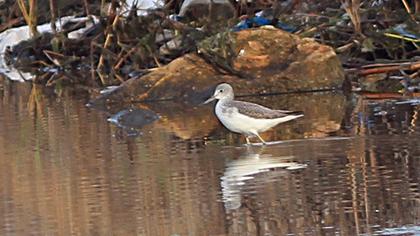 Common Greenshank