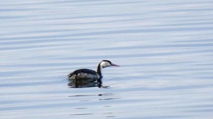 Great Crested Grebe