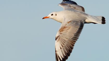Black-headed Gull