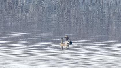Eurasian Wigeon