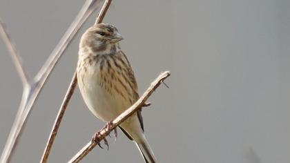 Common Linnet