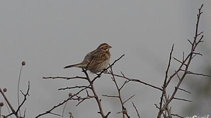 Common Reed Bunting