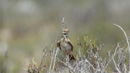 Crested Lark