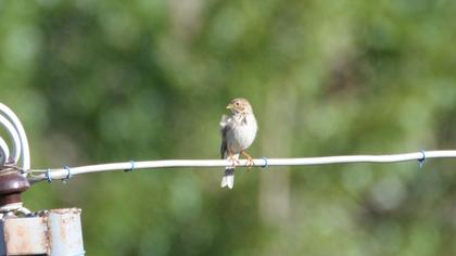 Corn Bunting
