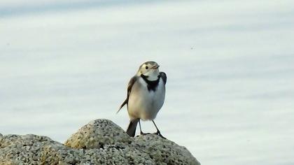 White Wagtail