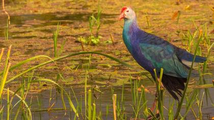 Purple Swamphen