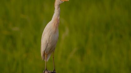 Sığır balıkçılı