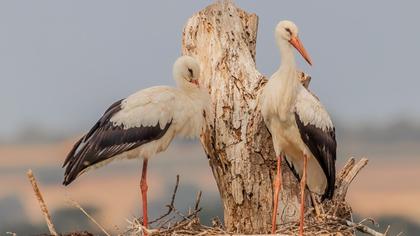 White Stork