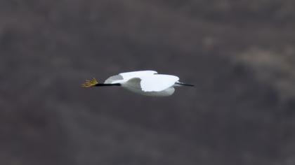 Küçük ak balıkçıl