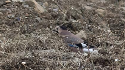 Eurasian Jay