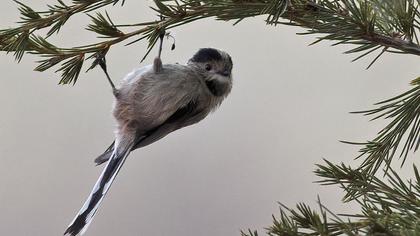 Uzunkuyruklu baştankara