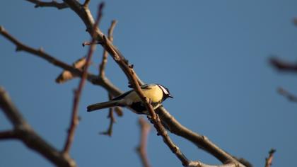 Great Tit