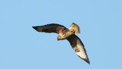 Common Buzzard