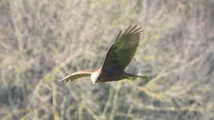 Western Marsh Harrier