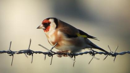 European Goldfinch