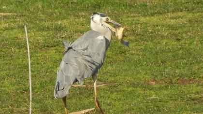 Grey Heron