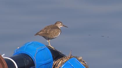Common Sandpiper