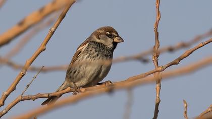 Spanish Sparrow