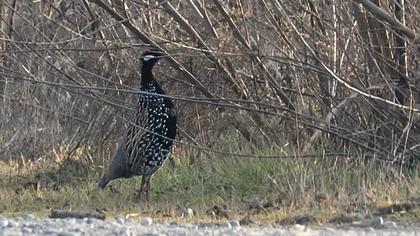 Black Francolin