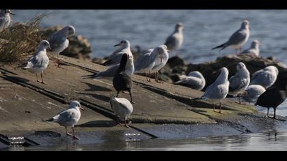 Black-headed Gull