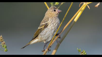 Common Rosefinch