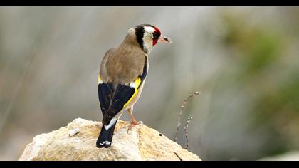 European Goldfinch